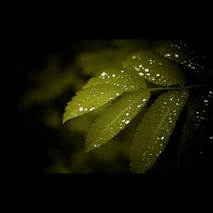 Meet your Posher, Nusrat